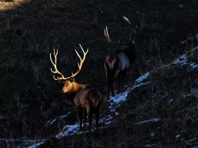 静谧山林中的生命瞬间,分类:🎊精选壁纸,发布时间:2026-01-09 静谧山林中的生命瞬间,分类:🎊精选壁纸,标签:野生动物, 摄影, 森林生态, 生长与死亡, 光影捕捉