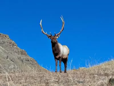 静谧山林中的生命瞬间,分类:🎊精选壁纸,发布时间:2026-01-09 静谧山林中的生命瞬间,分类:🎊精选壁纸,标签:野生动物, 摄影, 森林生态, 生长与死亡, 光影捕捉