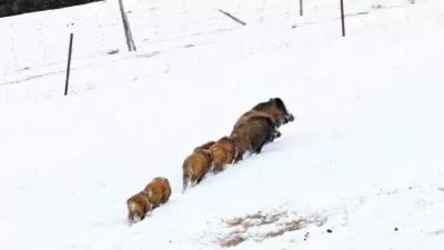 看上去萌萌哒，其实是凶兽！#野生动物#野猪#江布拉提，分类：大美新疆，标签：江布拉提, 野猪, 野生动物, 凶猛, 萌系外表