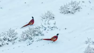 视觉盛宴下的美味猜想,分类:🎊精选壁纸,发布时间:2026-01-09 视觉盛宴下的美味猜想,分类:🎊精选壁纸,标签:美食美学, 口味探索, 美食评价