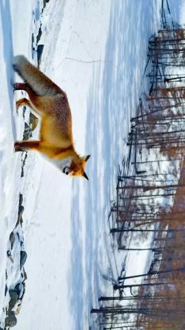 阿禾公路上的小狐狸享受丰盛大餐,分类:🎊精选壁纸,发布时间:2026-01-09 阿禾公路上的小狐狸享受丰盛大餐,分类:🎊精选壁纸,标签:小狐狸, 阿禾公路, 伙食丰富, 自然生态, 动物观察