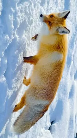 阿禾公路上的小狐狸享受丰盛大餐,分类:🎊精选壁纸,发布时间:2026-01-09 阿禾公路上的小狐狸享受丰盛大餐,分类:🎊精选壁纸,标签:小狐狸, 阿禾公路, 伙食丰富, 自然生态, 动物观察