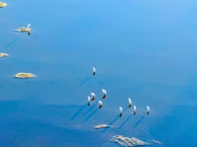 《鹭鹚觅食记:浅滩小鱼的惊魂时刻》,分类:🎊精选壁纸,发布时间:2026-01-09 《鹭鹚觅食记:浅滩小鱼的惊魂时刻》,分类:🎊精选壁纸,标签:自然景观, 鹭鹚, 浅滩, 小鱼, 生态观察