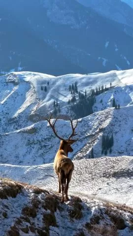 展望2026：事业有成与家庭和谐，鹿车共挽！，分类：🎊精选壁纸，标签：2026, 马到成功, 鹿车共挽, 事业, 和谐