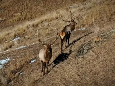 静谧山林中的生命瞬间,分类:🎊精选壁纸,发布时间:2026-01-09 静谧山林中的生命瞬间,分类:🎊精选壁纸,标签:野生动物, 摄影, 森林生态, 生长与死亡, 光影捕捉