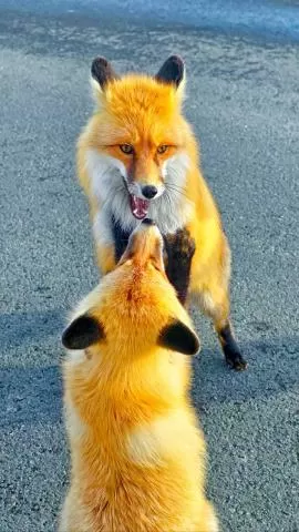 阿禾公路上的小狐狸享受丰盛大餐,分类:🎊精选壁纸,发布时间:2026-01-09 阿禾公路上的小狐狸享受丰盛大餐,分类:🎊精选壁纸,标签:小狐狸, 阿禾公路, 伙食丰富, 自然生态, 动物观察