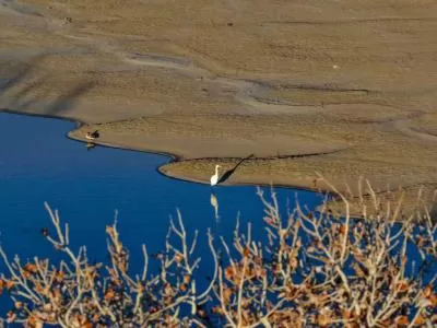 《鹭鹚觅食记:浅滩小鱼的惊魂时刻》,分类:🎊精选壁纸,发布时间:2026-01-09 《鹭鹚觅食记:浅滩小鱼的惊魂时刻》,分类:🎊精选壁纸,标签:自然景观, 鹭鹚, 浅滩, 小鱼, 生态观察