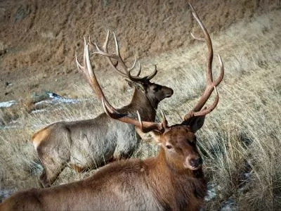 静谧山林中的生命瞬间,分类:🎊精选壁纸,发布时间:2026-01-09 静谧山林中的生命瞬间,分类:🎊精选壁纸,标签:野生动物, 摄影, 森林生态, 生长与死亡, 光影捕捉