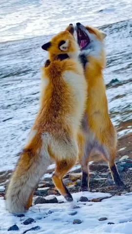 阿禾公路上的小狐狸享受丰盛大餐,分类:🎊精选壁纸,发布时间:2026-01-09 阿禾公路上的小狐狸享受丰盛大餐,分类:🎊精选壁纸,标签:小狐狸, 阿禾公路, 伙食丰富, 自然生态, 动物观察