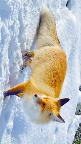 阿禾公路上的小狐狸享受丰盛大餐,分类:🎊精选壁纸,发布时间:2026-01-09 阿禾公路上的小狐狸享受丰盛大餐,分类:🎊精选壁纸,标签:小狐狸, 阿禾公路, 伙食丰富, 自然生态, 动物观察