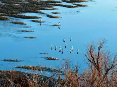《鹭鹚觅食记:浅滩小鱼的惊魂时刻》,分类:🎊精选壁纸,发布时间:2026-01-09 《鹭鹚觅食记:浅滩小鱼的惊魂时刻》,分类:🎊精选壁纸,标签:自然景观, 鹭鹚, 浅滩, 小鱼, 生态观察