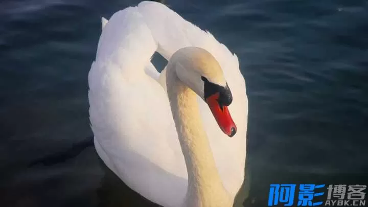 探索疣鼻天鹅:洁白巨鸟与独特疣状标志,分类:大美新疆,发布时间:2026-02-02 335c1770034174.webp